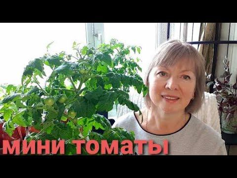 Мини томаты. Балконное ЧУДО.Как выращиваю, подкармливаю, формирую.Список моих ТОМАТОВ. смотреть онлайн