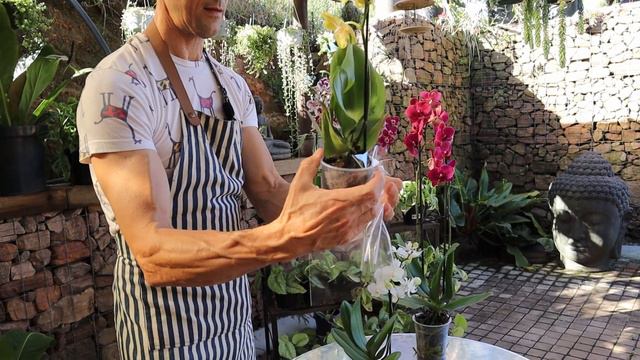 What To Avoid when Buying a Phalaenopsis. Ensure it's Longevity. смотреть онлайн