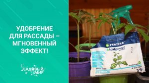 Удобрение для рассады – мгновенный эффект!