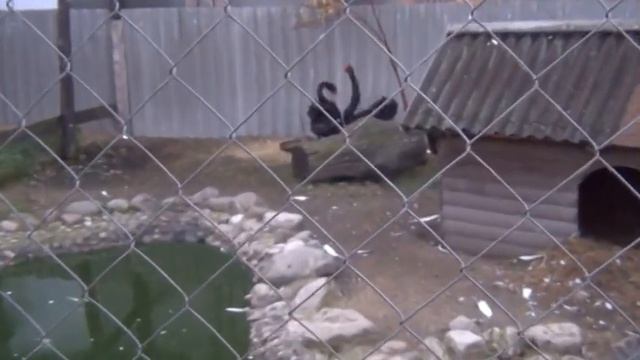 Аист попрошайка, чёрные лебеди, гуси гуси га-га-га смотреть онлайн