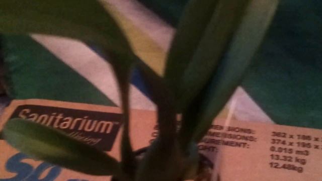 Orchid: Oncidium Sweet Sugar смотреть онлайн