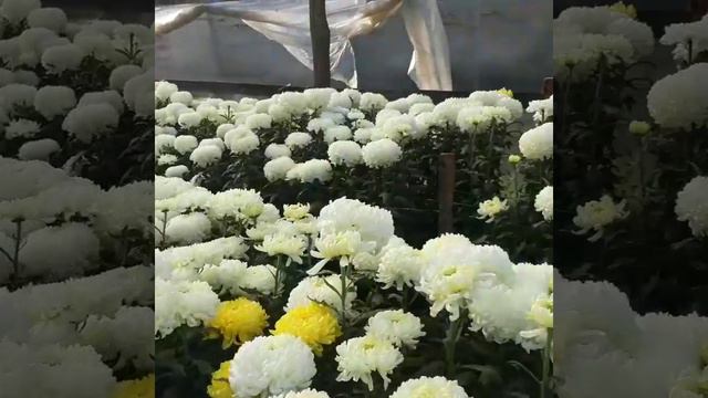 Фред- это один из самых трудных цветов которые можно врасти,вегетация этого цветка 6 месяцев. смотреть онлайн