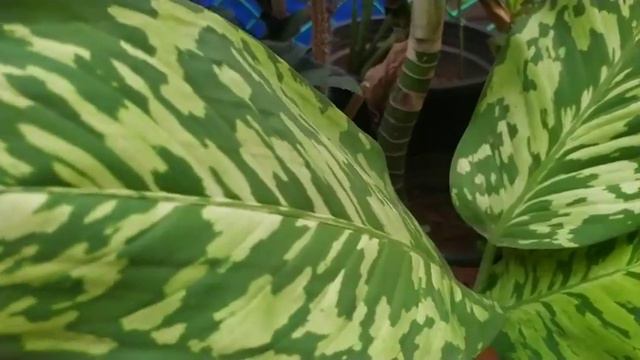 Camouflage Plants/ Military Print Plants/ Army Plants/Homalomena Walisii/Dieffenbachia/Hilo Beauty