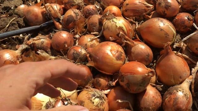 Гибрид лука Минди от компании Enza Zaden в Волгоградской области 2019 смотреть онлайн