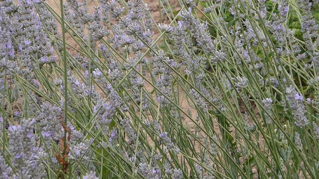 Nature "Bees, bumblebees and lavender" Part 8 смотреть онлайн