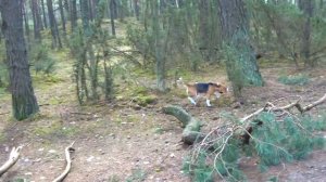 ШЕРЛОК САМ ПРОТИВ СИРЕНОГОЛОВОГО И КАРТУН КЭТА. БРОС ШОУ ПЕТ