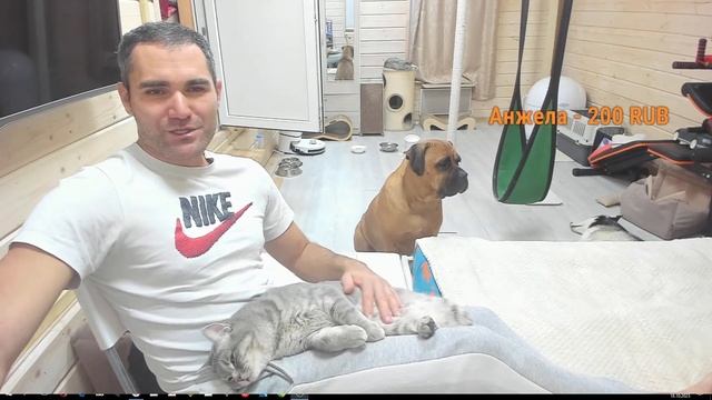 Наши любимые хвостики. смотреть онлайн