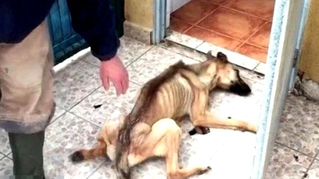 Даже ветеринары не верили, что это собака выживет, но люди пошли до конца!