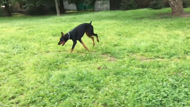 Доберман на прогулке/Walking Doberman