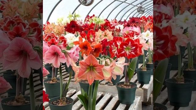 Amarillis hermosos colores 💐🌷o lirios bellas flores 🌺 que nos regala la naturaleza 🌷🌺 смотреть онлайн