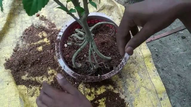 How To Make Bonsai Hibiscus Tree China Rose смотреть онлайн