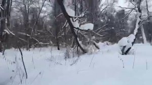 Охота на кабана в Башкирии