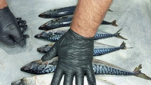 СКУМБРИЯ-МАКРЕЛЬ,ВИДЕООТВЕТ смотреть онлайн