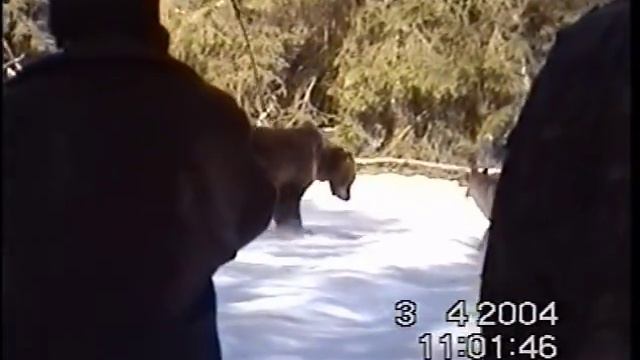 ч 1 МАРТ 2004 г СОБАКИ РАБОТАЮТ КРУТЯТ МЕДВЕДЯ СОРЕВНОВАНИЯ ФИРСАНОВКА МОСКОВСКАЯ ОБЛАСТЬ ПОДПИШИС смотреть онлайн