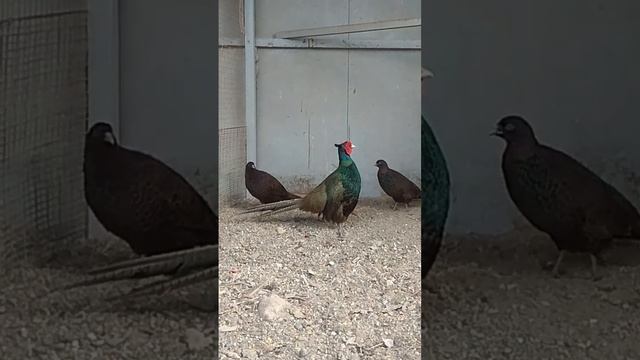 Румынский фазан или изумрудный фазан смотреть онлайн