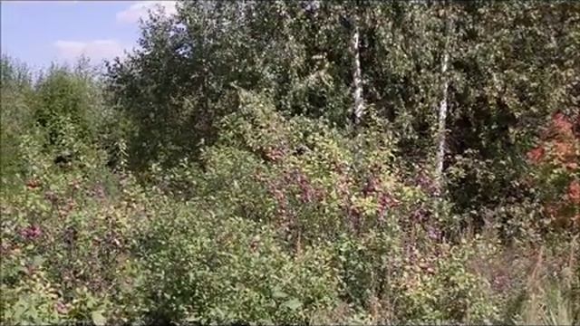 снт Песочное д Бортники участок 10 соток смотреть онлайн