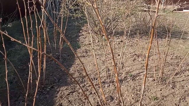 Уход за малиной весной.