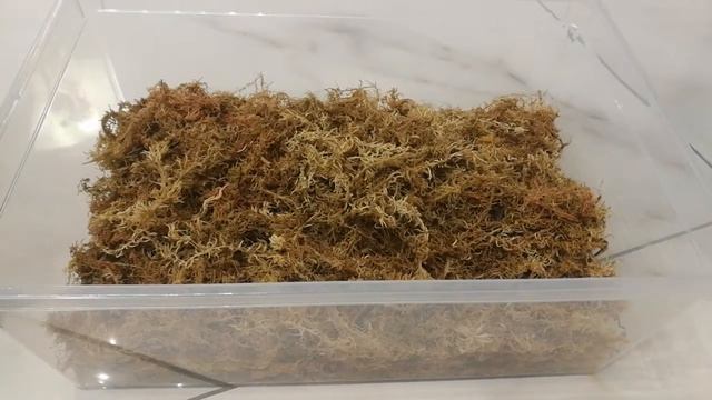 Сфагнум 1. Пациент скорее мертв, чем жив смотреть онлайн