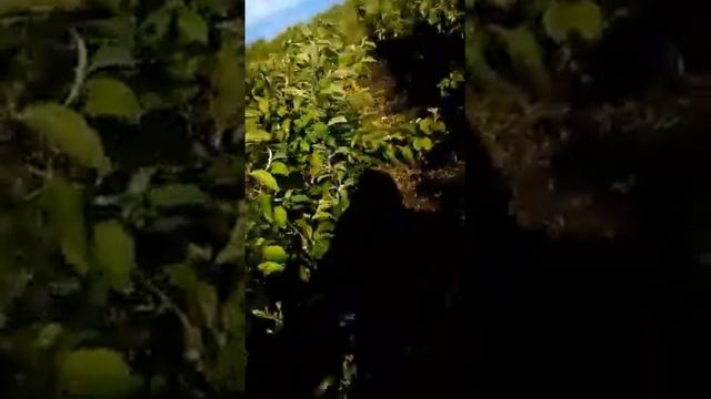 На палке Яблони Гусеницы смотреть онлайн