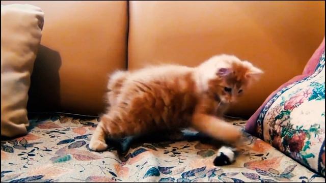 Зачем Кошки Приносят Нам Свою Добычу смотреть онлайн