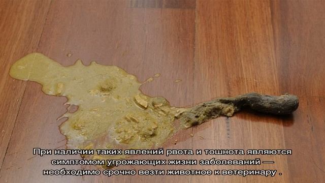 Кошка блюет шерстью каждый день: что делать смотреть онлайн