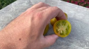 Томат Гном Дерзкая Мэри. Saucy Mary Dwarf tomato