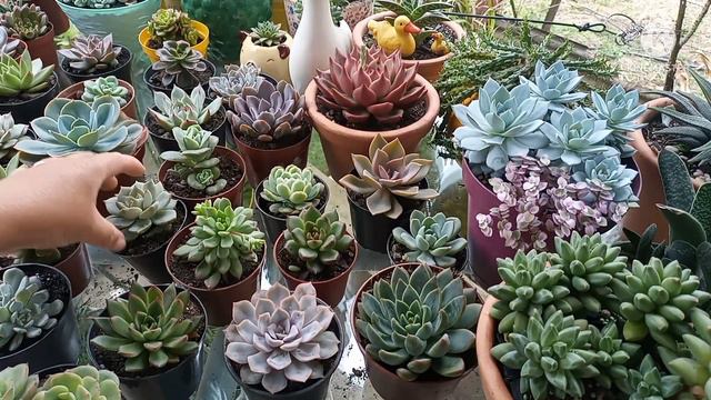 vídeo de vendas de suculenta atualização do catálogo muitas promoções e novidades смотреть онлайн