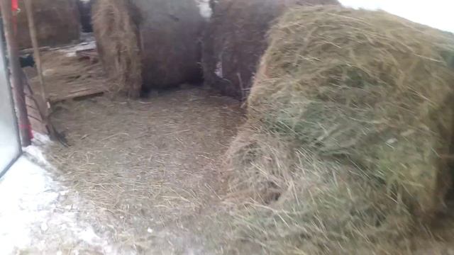 сено, овцы и январская оттепель.