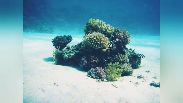 Стихи. Мы станем дельфинами. Александр Кузьмин смотреть онлайн