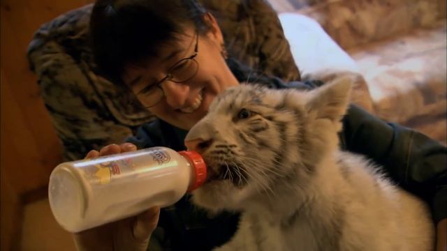 Adorable Baby White Bengal Tiger Meets New Friend | Wildlife Nannies | Real Wild смотреть онлайн