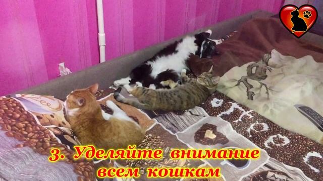 Смогут ли ужиться несколько кошек в одном доме? смотреть онлайн