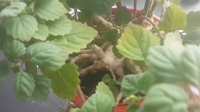 Цветы на подоконнике.Мини баобаб. ernestii.2020.201. смотреть онлайн