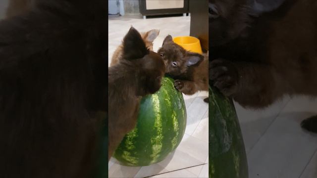 Арбузная дружба