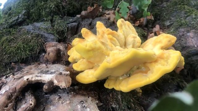 Pilze 2022 / hähnchen-Pilz смотреть онлайн
