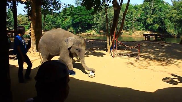 Река Квай-выступление слонов смотреть онлайн