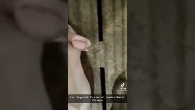 Спинка спит смотреть онлайн