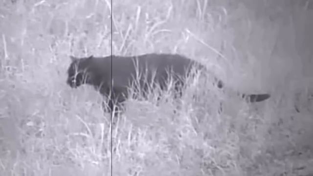 MAN CHASED BY UNKNOWN PREDATOR, REAL FOOTAGE! смотреть онлайн