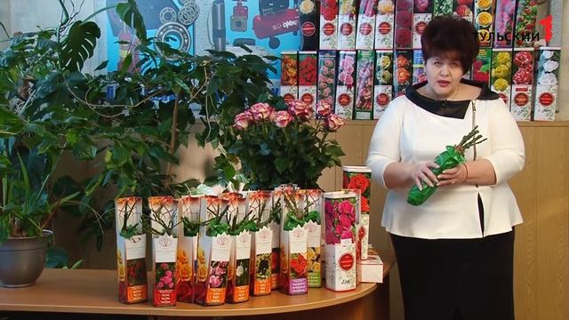 выбор саженцев роз смотреть онлайн