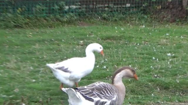 Гуси Холмогорской и Арзамасской породы - 6 месяцев смотреть онлайн