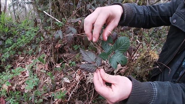 Native Plant Nature Walk: Shady Woodland Shrubs смотреть онлайн
