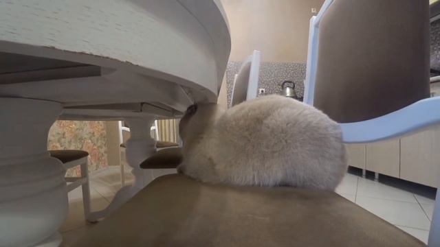 Котик Кевин Фадеев и Лиля остались голодными, потому что они бояки смотреть онлайн