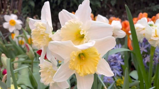 Выставка тюльпанов Москва 2022! Что с розами? Что с каналом? смотреть онлайн