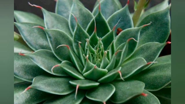 Graptopetalum Filiferum
