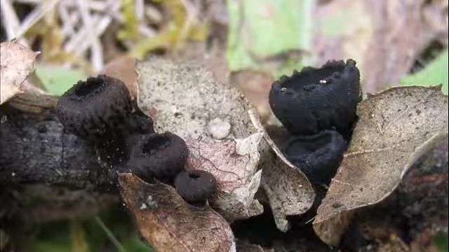 Plectania rhytidia смотреть онлайн