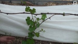 СКОЛЬКО ПОБЕГОВ ОСТАВЛЯТЬ НА ВИНОГРАДЕ. НАГРУЗКА КУСТА ВИНОГРАДА ГРОЗДЯМИ. ВИНОГРАД В ТЕПЛИЦЕ