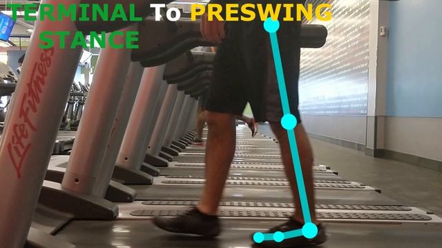 THE PHASES OF WALKING (GAIT CYCLE BREAKDOWN) смотреть онлайн