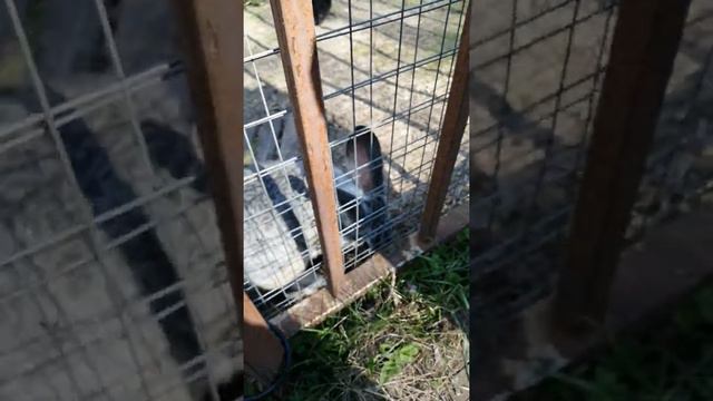 Контактный зоопарк в 5 минутах от Москвы :) смотреть онлайн