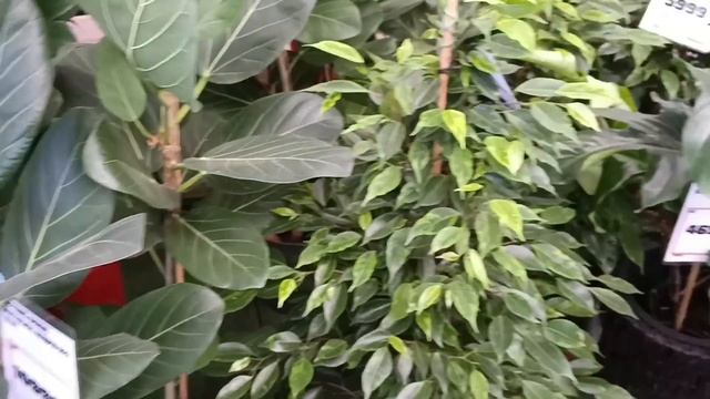 ?⚘Комнатные Цветы в Оби?? смотреть онлайн