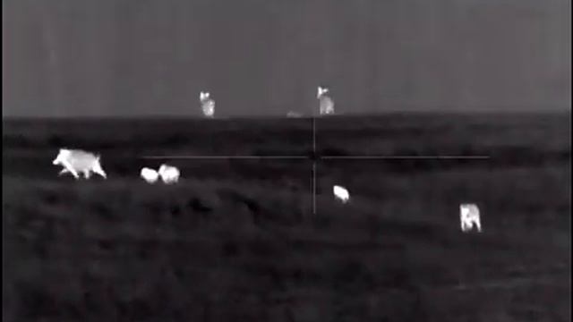 Wild boar hunting. Pulsar Trail 2 lrf xq50. Lov diviaka. Thermal imaging scope смотреть онлайн
