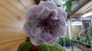 Глоксиния ZM-Светлана